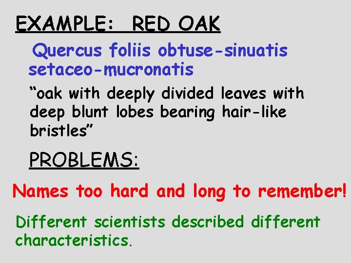 EXAMPLE: RED OAK Quercus foliis obtuse-sinuatis setaceo-mucronatis “oak with deeply divided leaves with deep