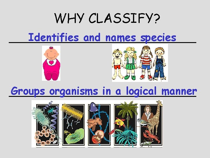 WHY CLASSIFY? Identifies and names species ________________ Groups organisms in a logical manner ________________