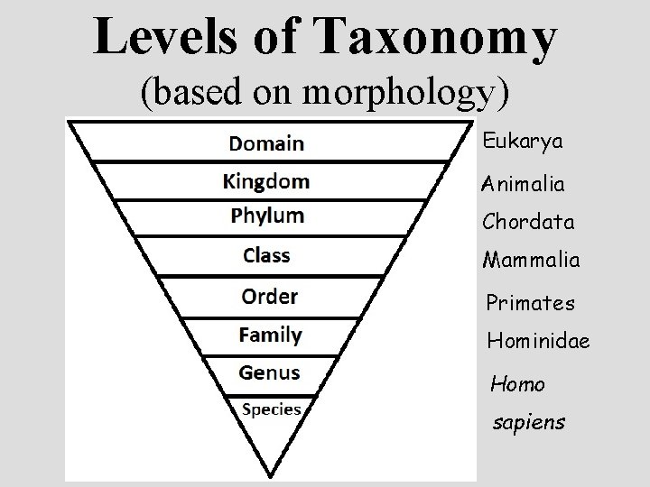 Levels of Taxonomy (based on morphology) Eukarya Animalia Chordata Mammalia Primates Hominidae Homo sapiens