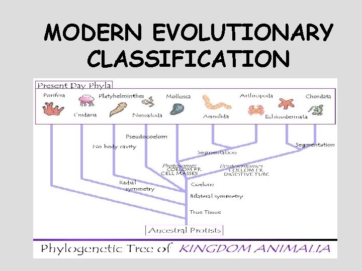 MODERN EVOLUTIONARY CLASSIFICATION 