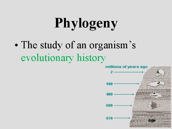 Phylogeny • The study of an organism’s evolutionary history 