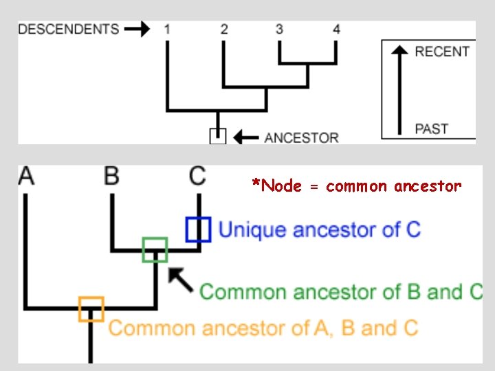 *Node = common ancestor 