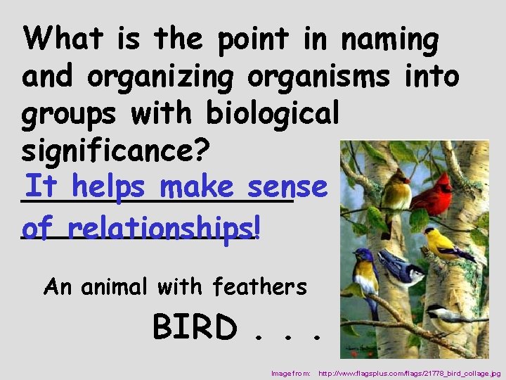 What is the point in naming and organizing organisms into groups with biological significance?
