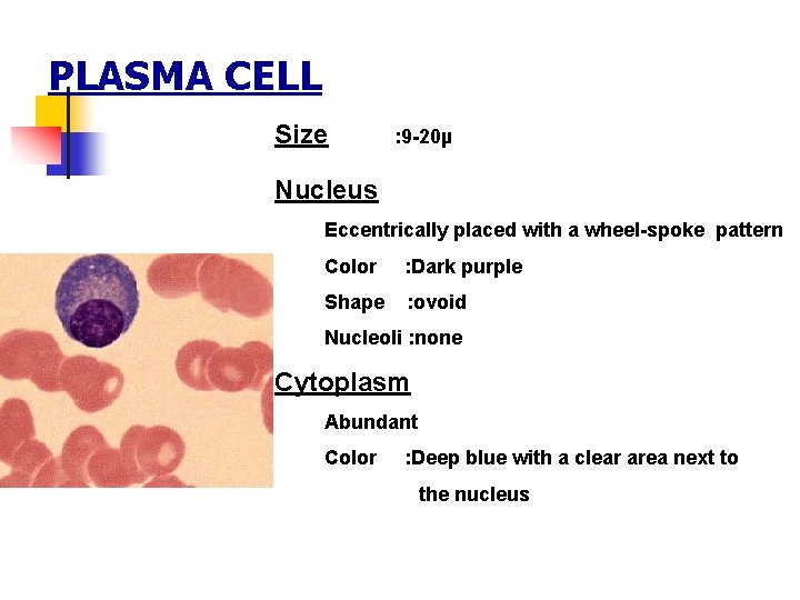 PLASMA CELL Size : 9 -20µ Nucleus Eccentrically placed with a wheel-spoke pattern Color