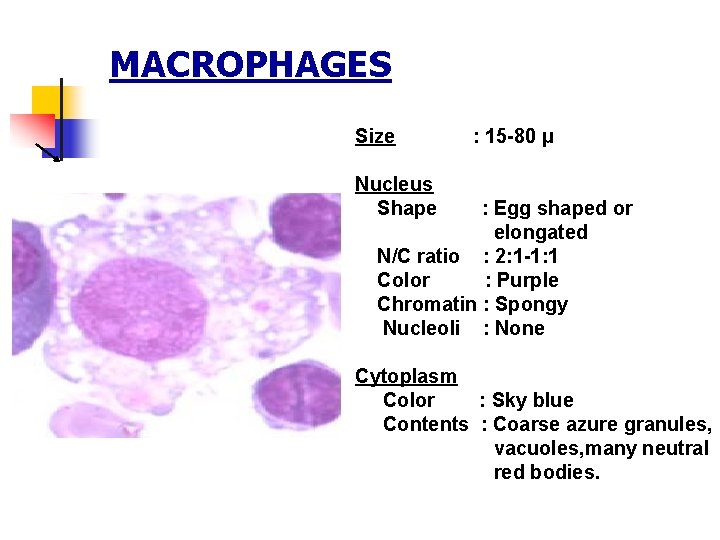 MACROPHAGES Size : 15 -80 µ Nucleus Shape : Egg shaped or elongated N/C