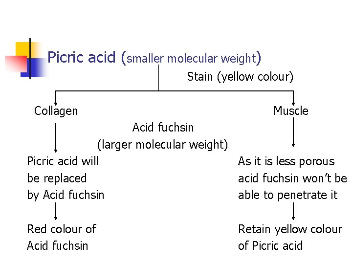 Picric acid (smaller molecular weight) Stain (yellow colour) Collagen Muscle Acid fuchsin (larger molecular