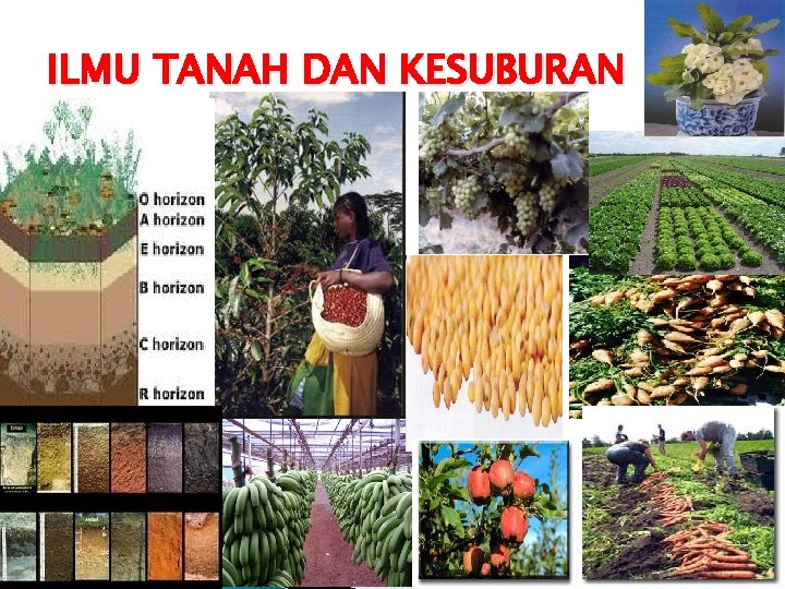 ILMU TANAH DAN KESUBURAN 