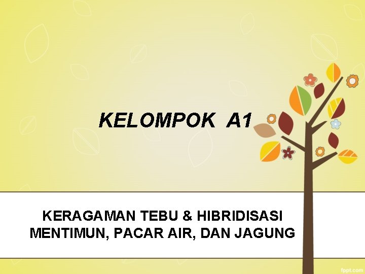 KELOMPOK A 1 KERAGAMAN TEBU & HIBRIDISASI MENTIMUN, PACAR AIR, DAN JAGUNG 