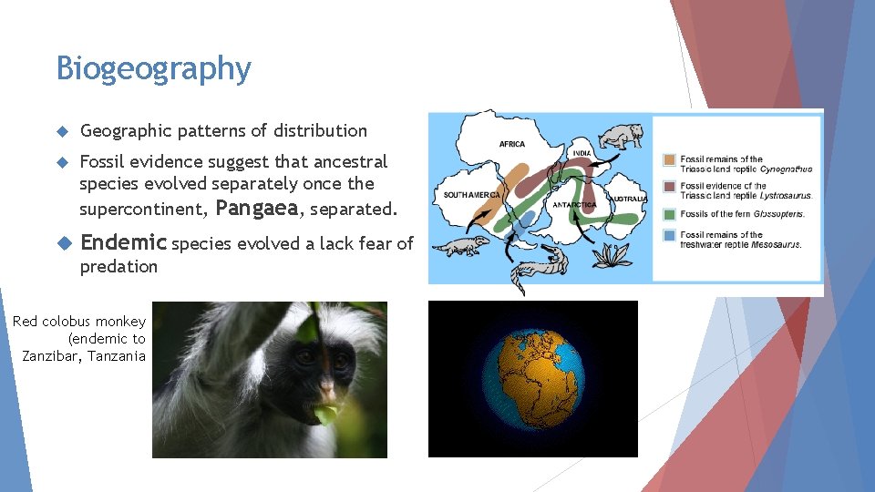 Biogeography Geographic patterns of distribution Fossil evidence suggest that ancestral species evolved separately once