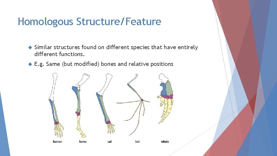 Homologous Structure/Feature Similar structures found on different species that have entirely different functions. E.