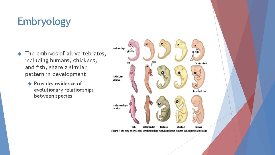 Embryology The embryos of all vertebrates, including humans, chickens, and fish, share a similar