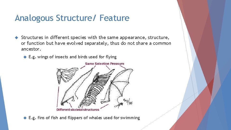 Analogous Structure/ Feature Structures in different species with the same appearance, structure, or function