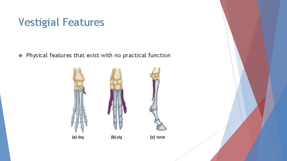 Vestigial Features Physical features that exist with no practical function 