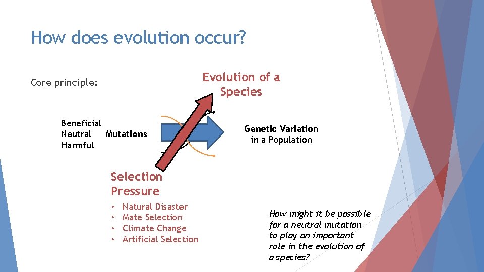 How does evolution occur? Evolution of a Species Core principle: Beneficial Neutral Mutations Harmful