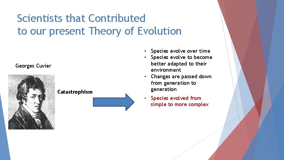 Scientists that Contributed to our present Theory of Evolution Georges Cuvier Catastrophism • Species