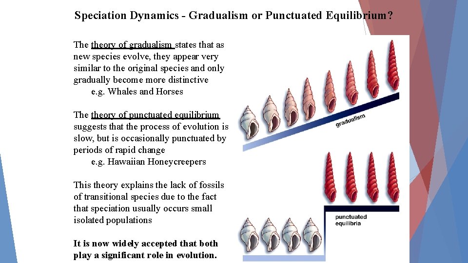 Speciation Dynamics - Gradualism or Punctuated Equilibrium? The theory of gradualism states that as