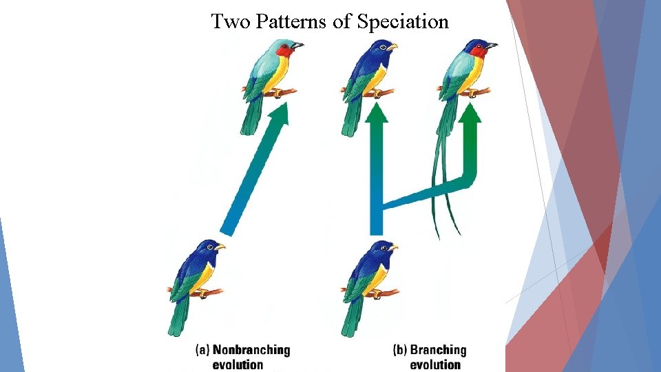 Two Patterns of Speciation 