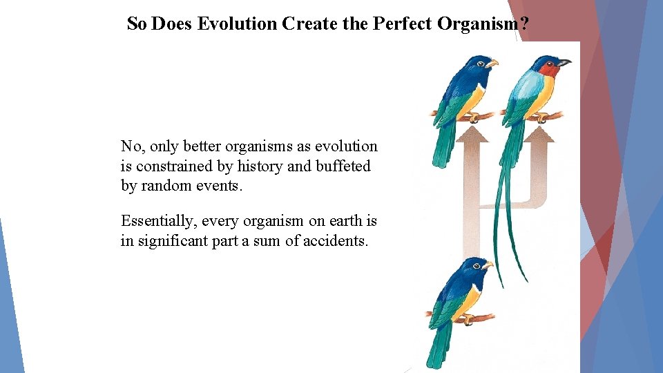 So Does Evolution Create the Perfect Organism? No, only better organisms as evolution is