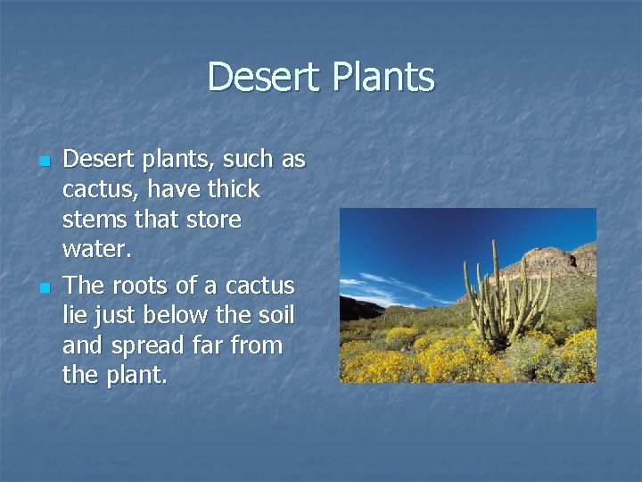 Desert Plants n n Desert plants, such as cactus, have thick stems that store
