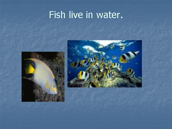Fish live in water. 