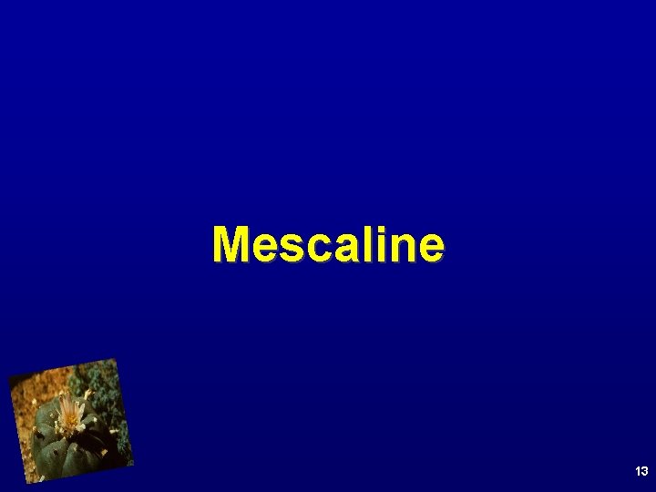 Mescaline 13 
