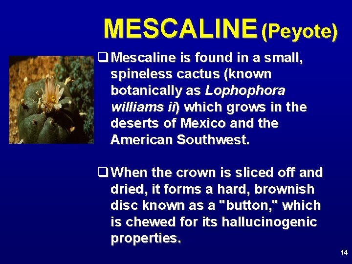 MESCALINE (Peyote) q Mescaline is found in a small, spineless cactus (known botanically as