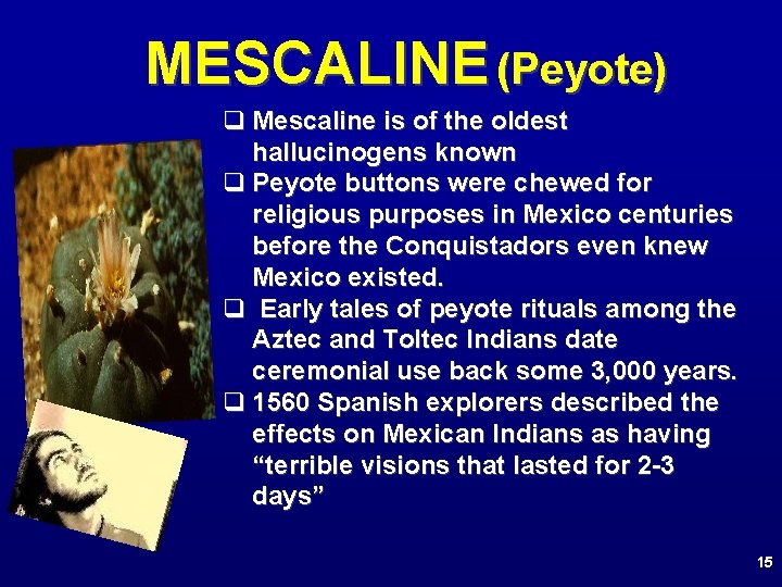 MESCALINE (Peyote) q Mescaline is of the oldest hallucinogens known q Peyote buttons were
