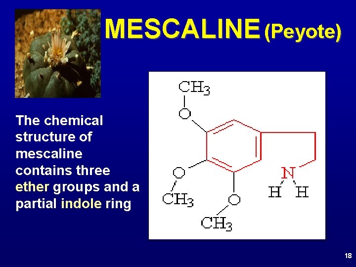 MESCALINE (Peyote) The chemical structure of mescaline contains three ether groups and a partial