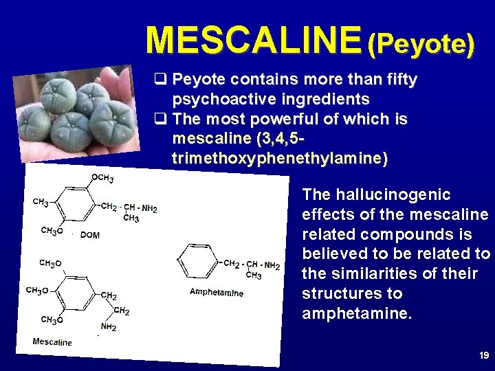 MESCALINE (Peyote) q Peyote contains more than fifty psychoactive ingredients q The most powerful