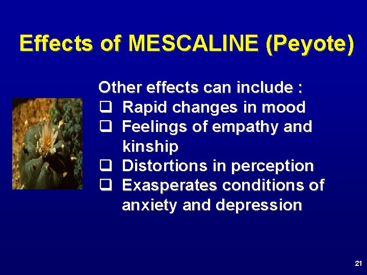 Effects of MESCALINE (Peyote) Other effects can include : q Rapid changes in mood