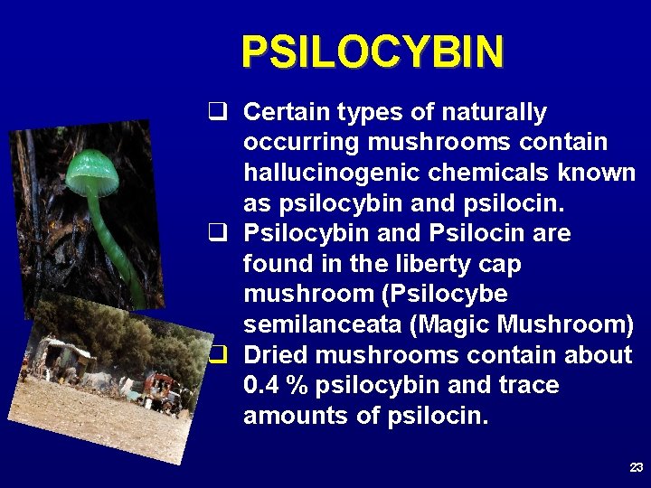 PSILOCYBIN q Certain types of naturally occurring mushrooms contain hallucinogenic chemicals known as psilocybin