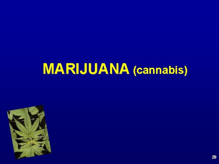 MARIJUANA (cannabis) 29 