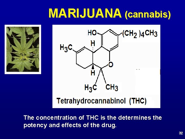 MARIJUANA (cannabis) The concentration of THC is the determines the potency and effects of