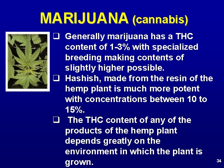 MARIJUANA (cannabis) q Generally marijuana has a THC content of 1 -3% with specialized