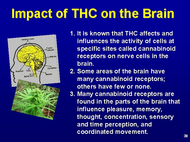 Impact of THC on the Brain 1. It is known that THC affects and