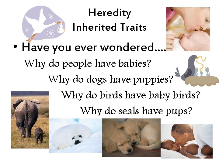 Heredity Inherited Traits • Have you ever wondered…. . Why do people have babies?