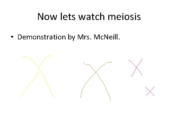 Now lets watch meiosis • Demonstration by Mrs. Mc. Neill. 