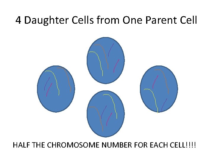 4 Daughter Cells from One Parent Cell HALF THE CHROMOSOME NUMBER FOR EACH CELL!!!!