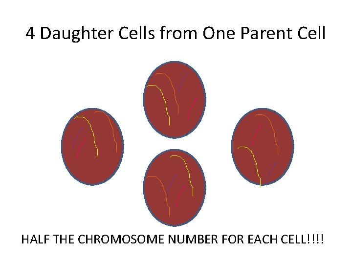 4 Daughter Cells from One Parent Cell HALF THE CHROMOSOME NUMBER FOR EACH CELL!!!!