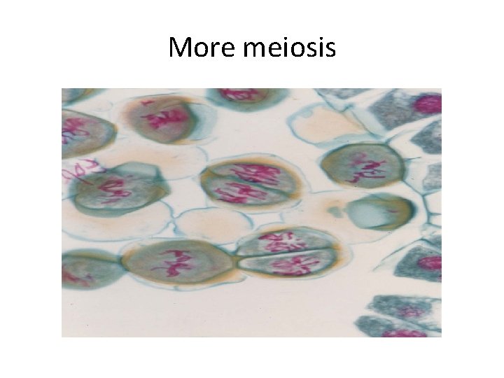 More meiosis 