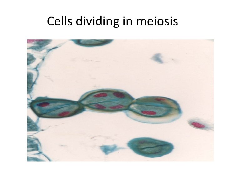 Cells dividing in meiosis 