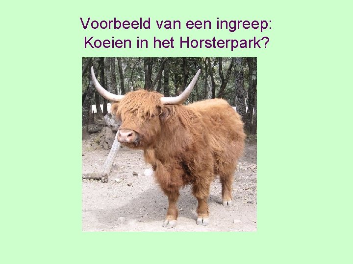 Voorbeeld van een ingreep: Koeien in het Horsterpark? 