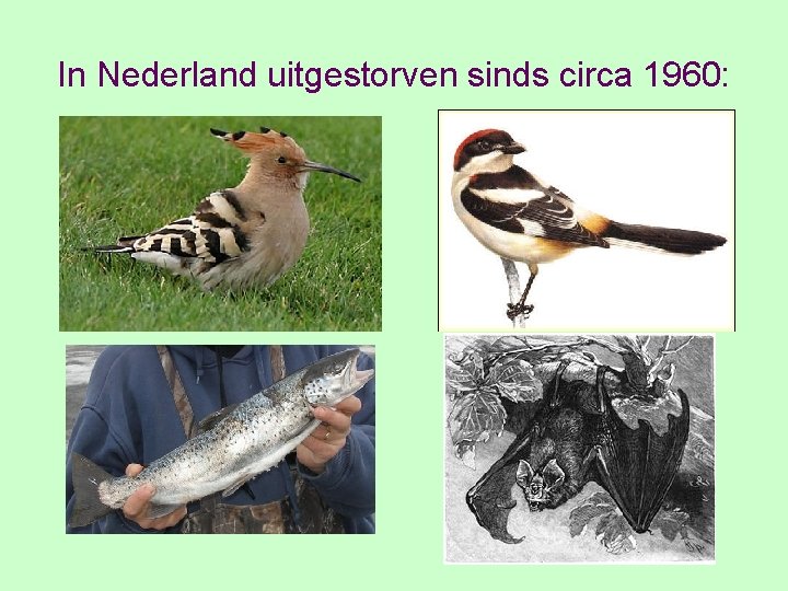 In Nederland uitgestorven sinds circa 1960: 