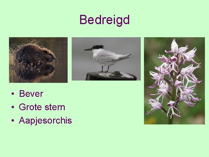 Bedreigd • Bever • Grote stern • Aapjesorchis 