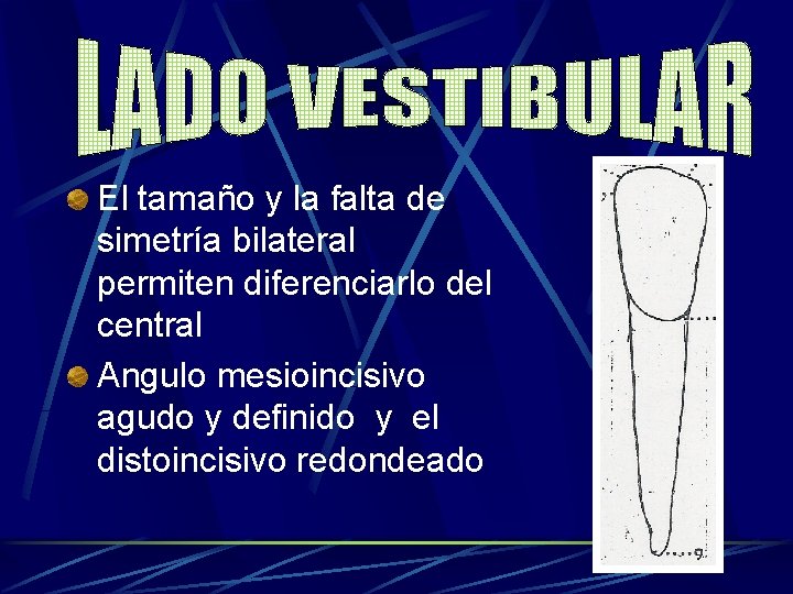 El tamaño y la falta de simetría bilateral permiten diferenciarlo del central Angulo mesioincisivo