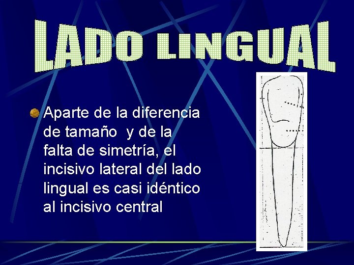 Aparte de la diferencia de tamaño y de la falta de simetría, el incisivo