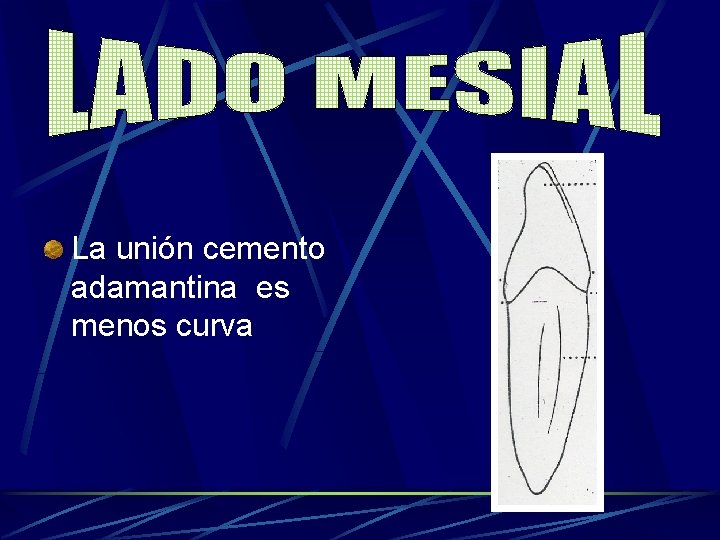 La unión cemento adamantina es menos curva 