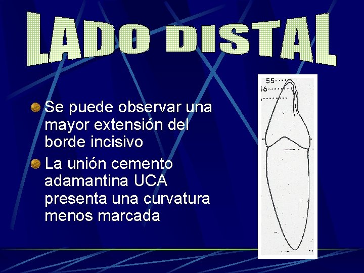 Se puede observar una mayor extensión del borde incisivo La unión cemento adamantina UCA