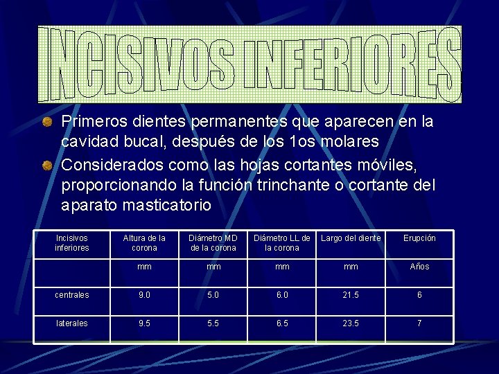 Primeros dientes permanentes que aparecen en la cavidad bucal, después de los 1 os