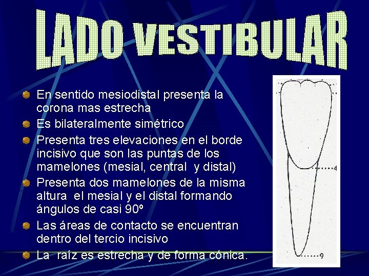 En sentido mesiodistal presenta la corona mas estrecha Es bilateralmente simétrico Presenta tres elevaciones